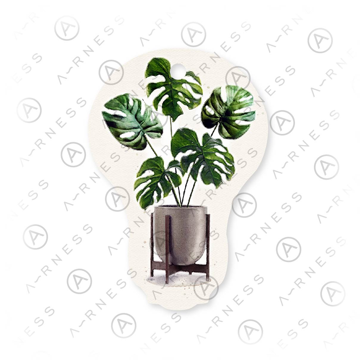 MONSTERA